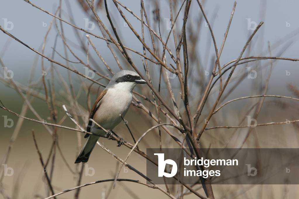 Lanius collurio/Red Backed Shrike/Male