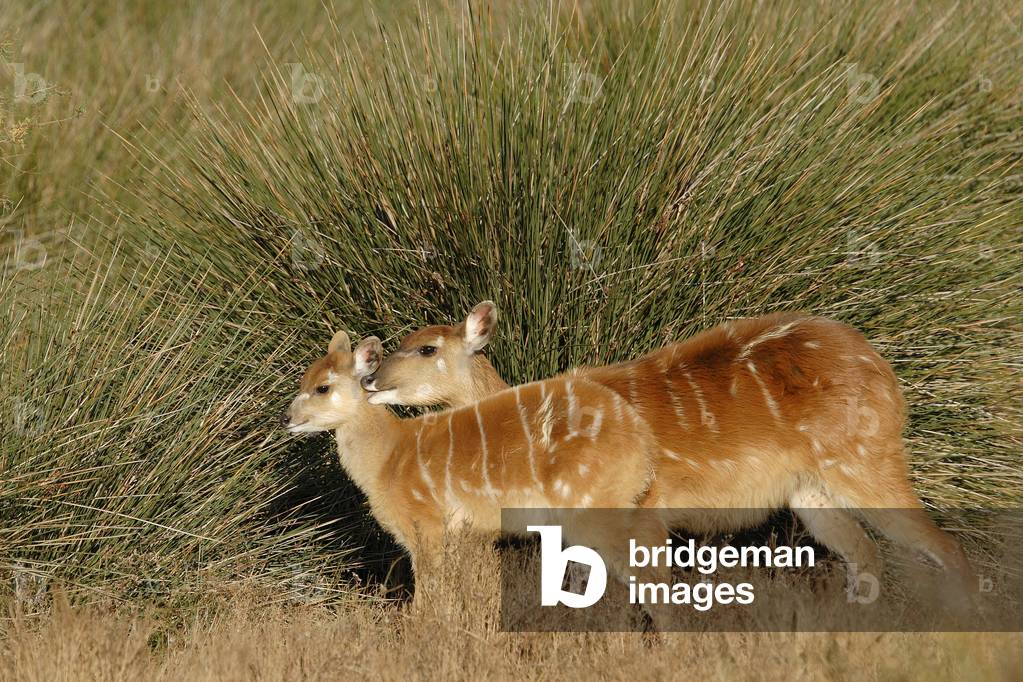 Tragelaphus spekii/Water Guib/Sitatunga