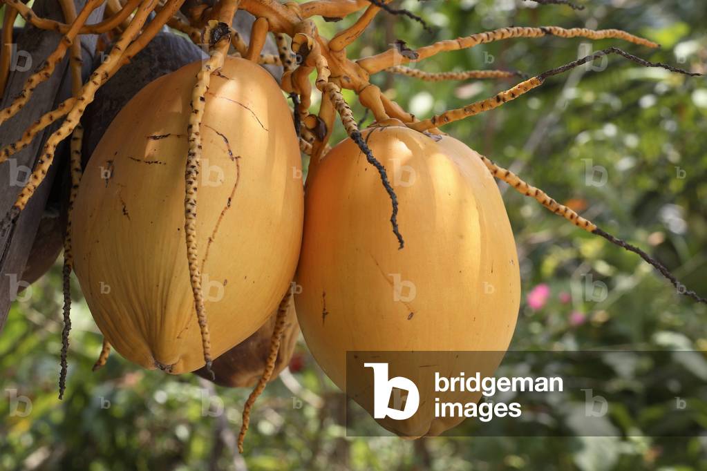 Cocos nucifera/Bali Coconut Tree