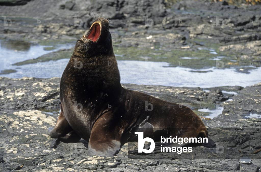 Sea Lion flavescens/Ned Sea Lion/Sea Lion/South American Sea Lion/Male