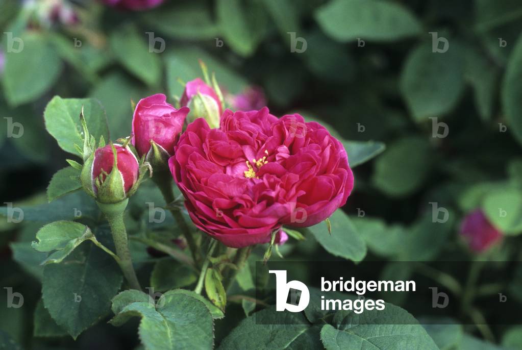Rosa x/Rose de Rescht