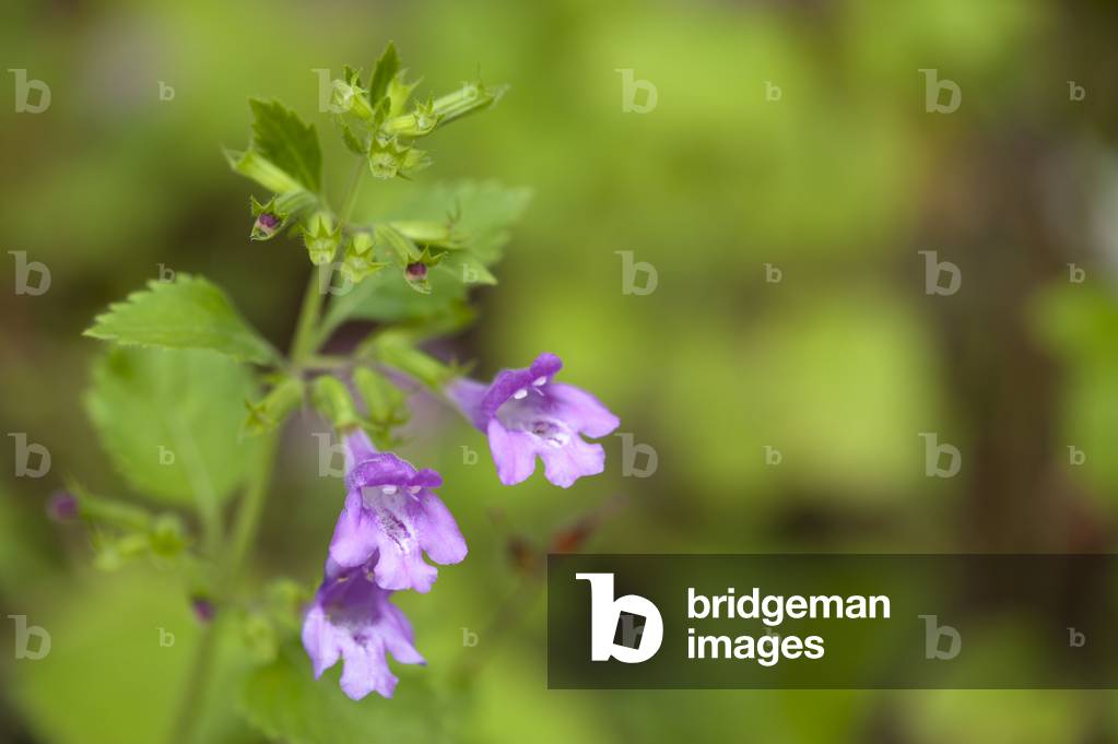 Calamintha grandiflora/Large-flowered calament/Large-flowered savory/The d'Aubrac/The de l'Aubrac