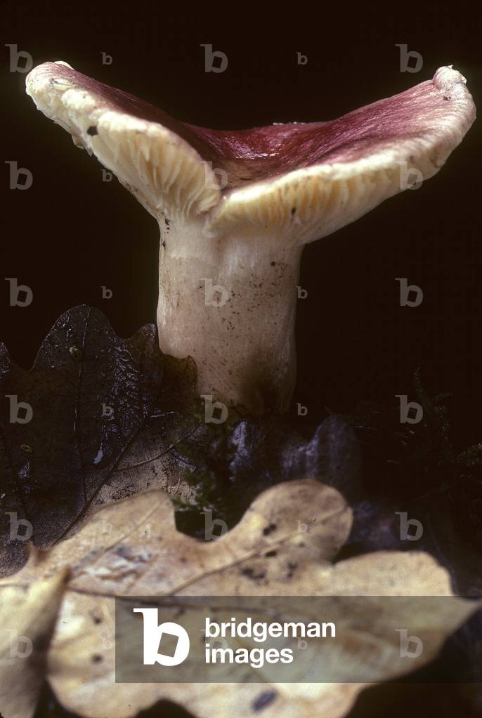Russula sanguinea/Russule sanguine