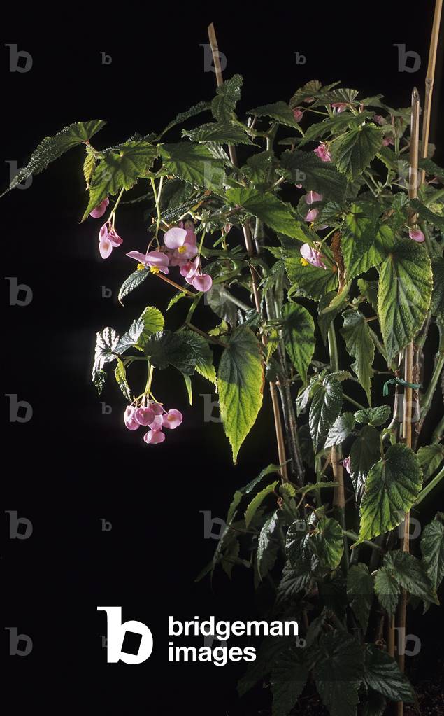 Begonia malabarica/Begonia