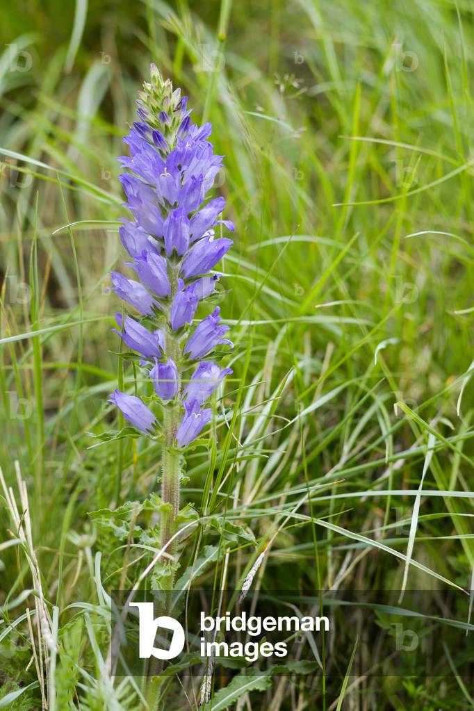 Campanula spicata/Campanula en epi