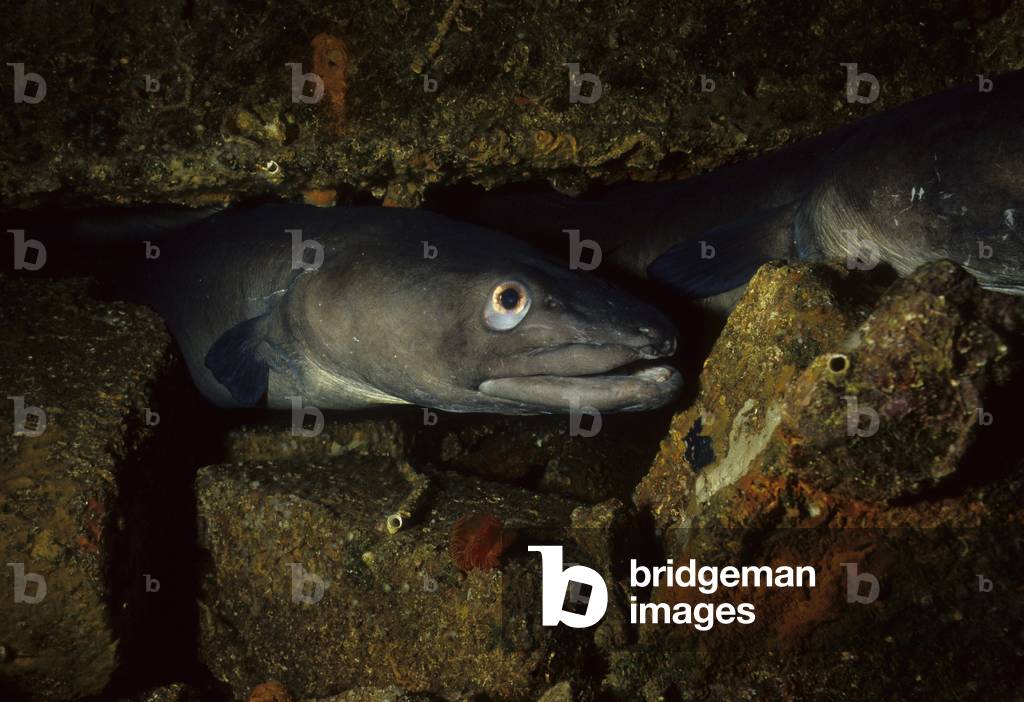 Conger congre/Conger/Sea eel/Fielas/Conger Eel