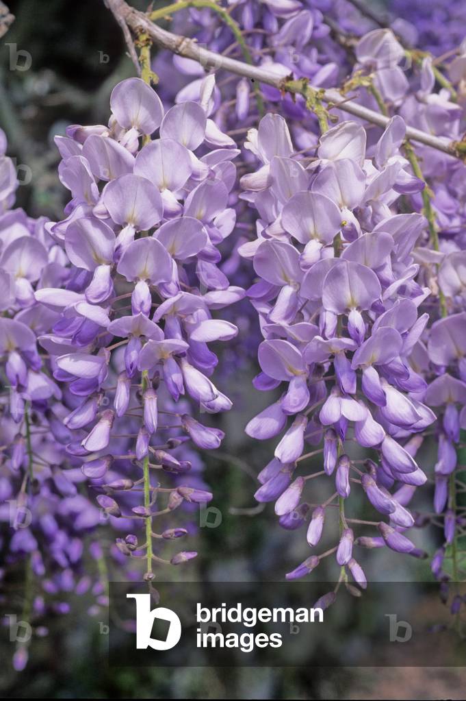 Wisteria sinensis/Chinese Glycine/Chinese Wisteria