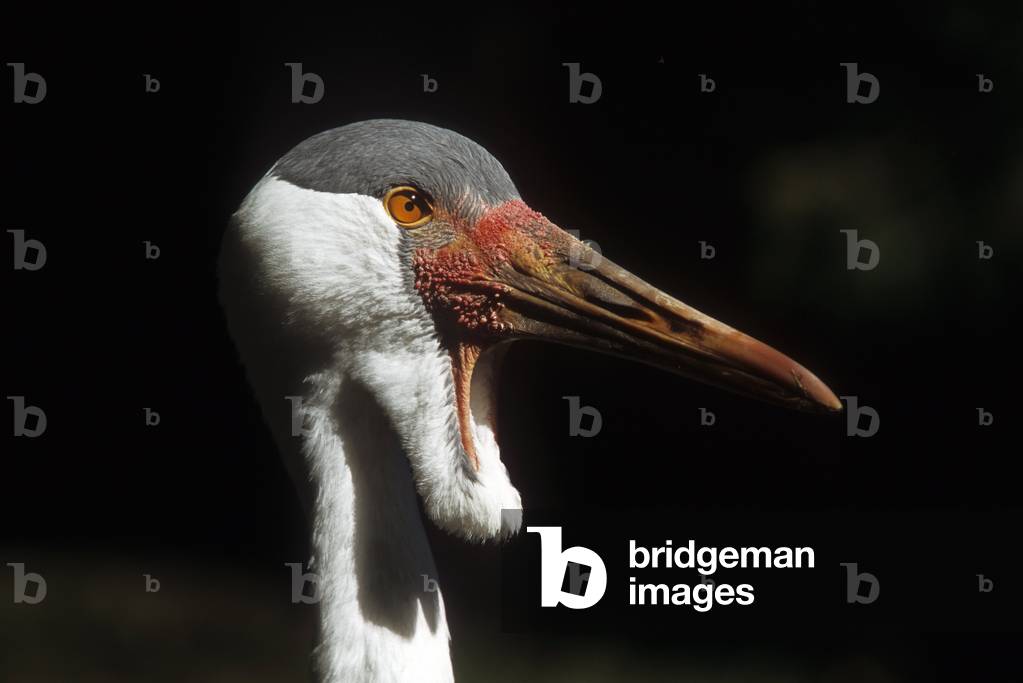 Bugeranus carunculatus/Caronculee Crane/Wattled Cranes