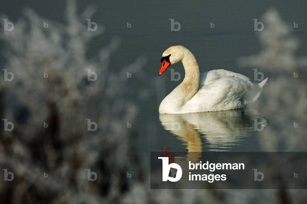 Cygnus olor/Tuber Swan/Mute Swan