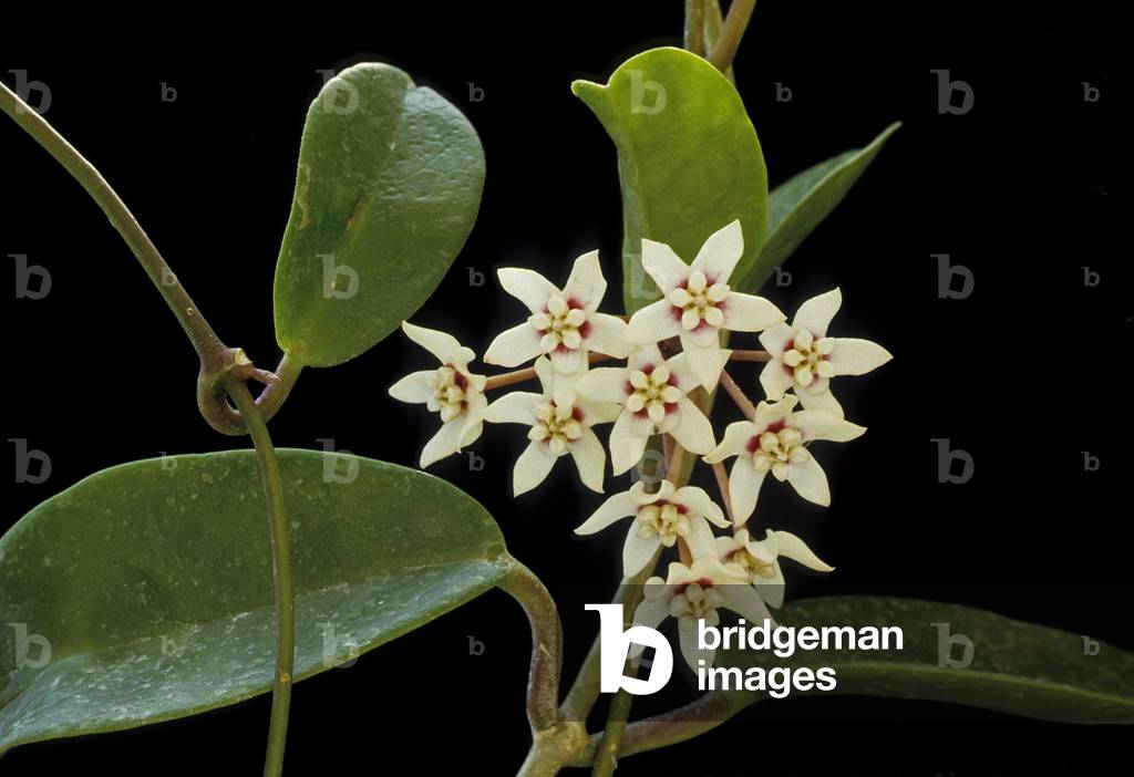 Hoya pubicalyx/Hoya 'Silver Sheen'