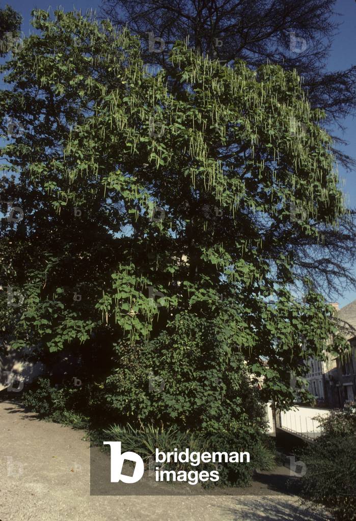 Catalpa bignonioides/Catalpa/Indian Bean Tree