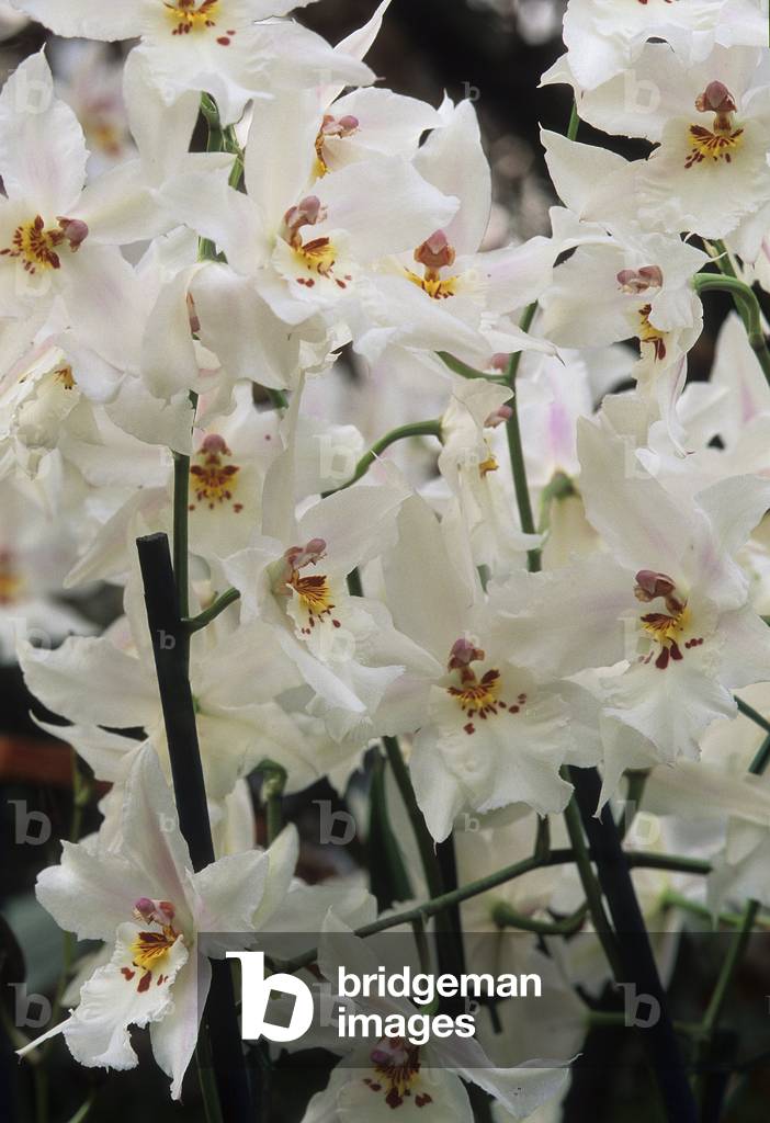 Odontoglossum x cochlioda/odontioda «Bussola bianca» 