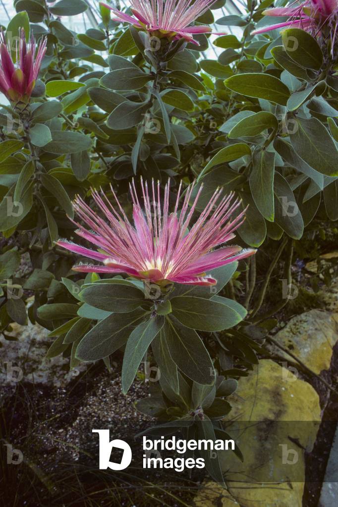 Protea aurea/Protee doree