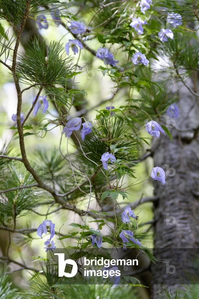 Clematis alpina/Clematite des Alpes/Atragene des Alpes/Alpine Clematis