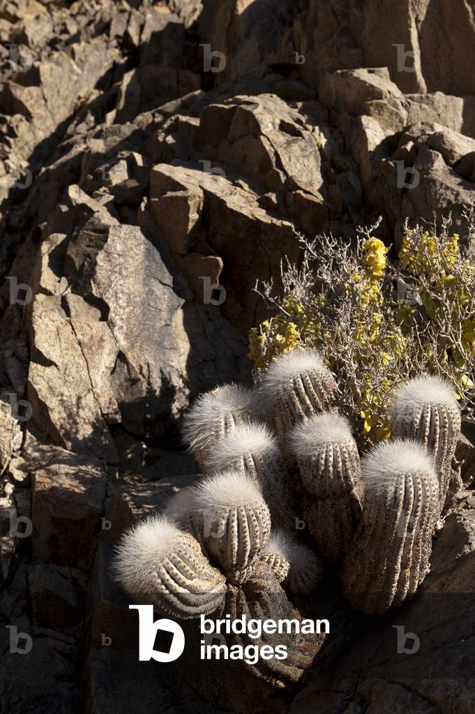 Copiapoa Krainziana