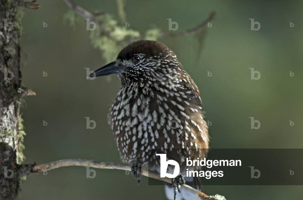 Nucifraga caryocatactes/Flychete nut cracker/Cassenoix fly/Spotted Nutcracker
