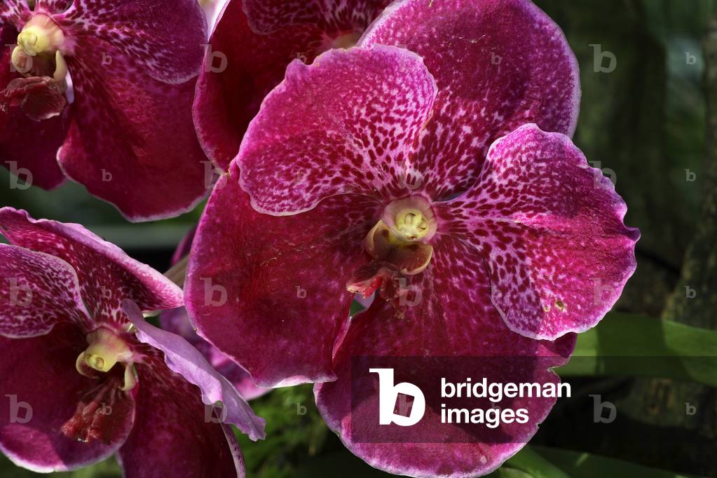 Vanda x 'Poetor Anek Bai'