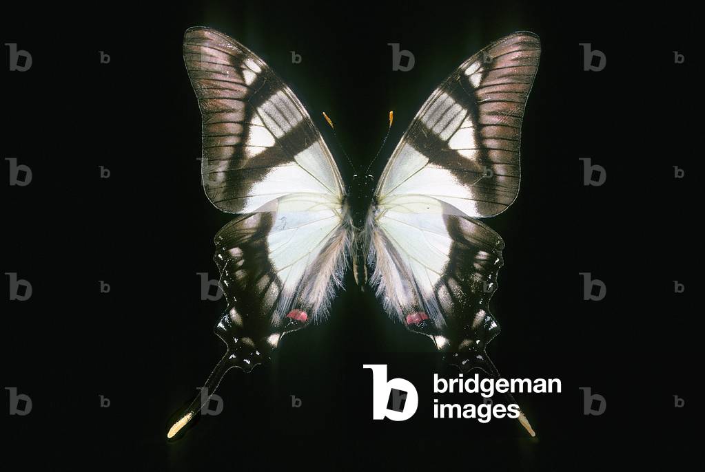 Immagine di Fotografia "Servo Eurytides"