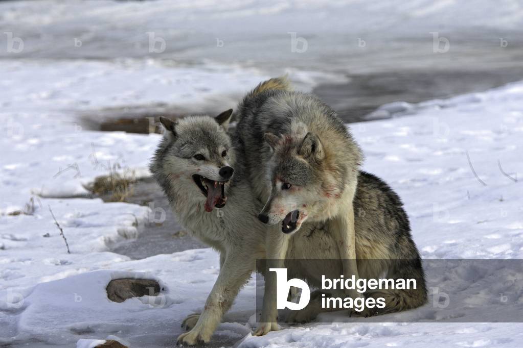 Canis lupus/Common Wolf/Wood Wolf/Grey Wolf/Gray Wolf/Timber Wolf/Battle Between Two Males