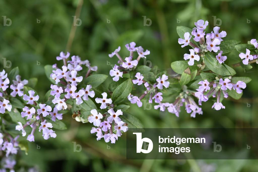 Buddleja alternifolia/butterfly tree/Fountain Butterfly Bush