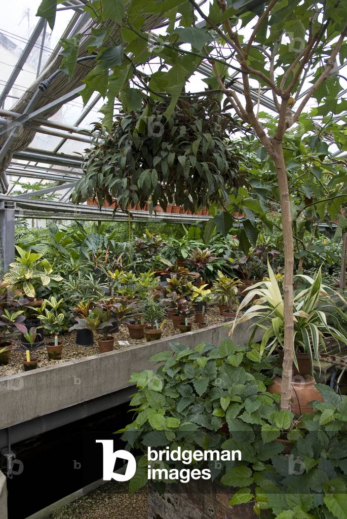 Luxembourg Garden/Greenhouse/Senat/Paris/Seine/Ile de France/France