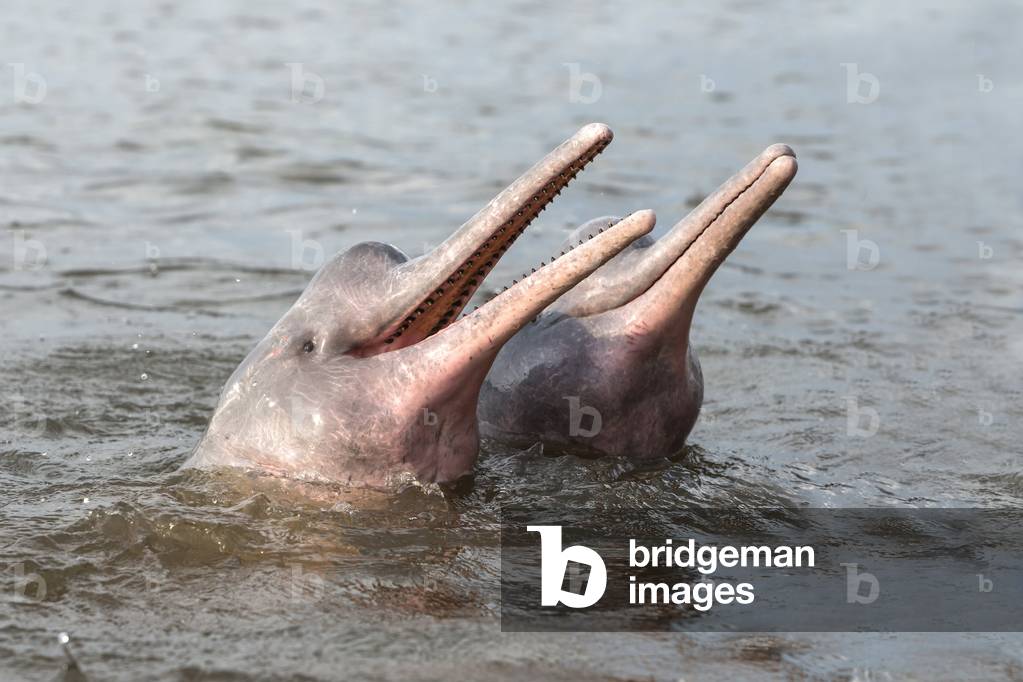 Inia geoffrensis/Amazon Dolphin/Boto/Pink Dolphin of the Amazon/Geoffroy's Inie/Brazil/Amazonas State along the Rio Negro/Amazon River Dolphin/Pink River Dolphin