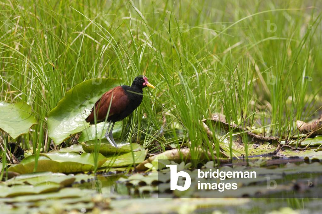 Jacana jacana / Jacana noir / Wattled Jacana 
