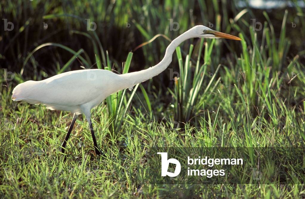 Casmerodius albus/Great Egret