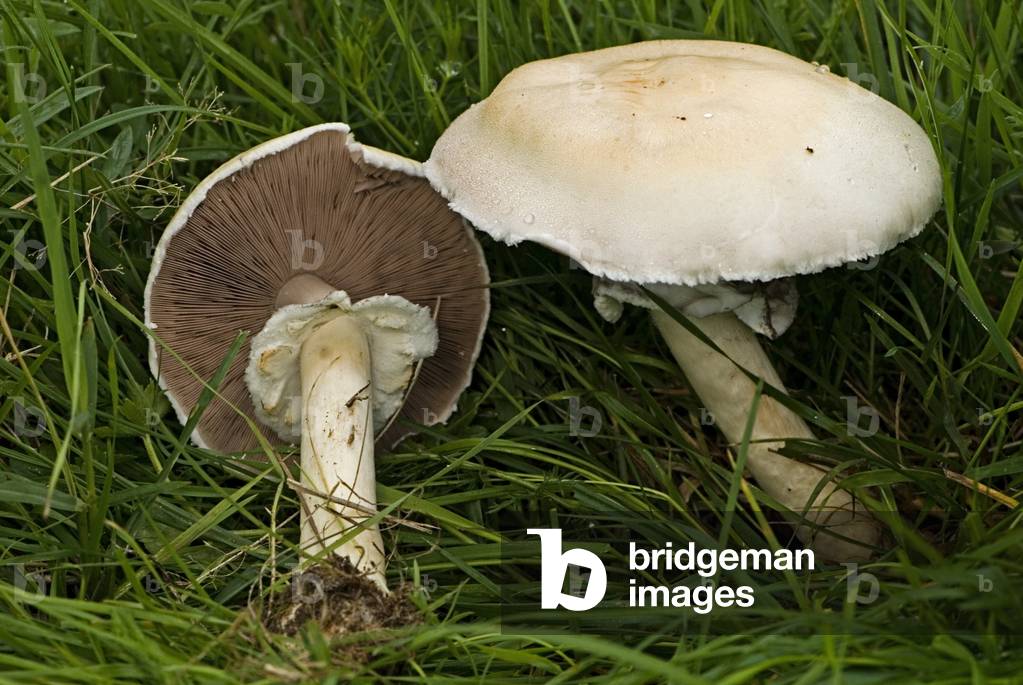 Agaricus arvensis/Fallow Agaric/Pink