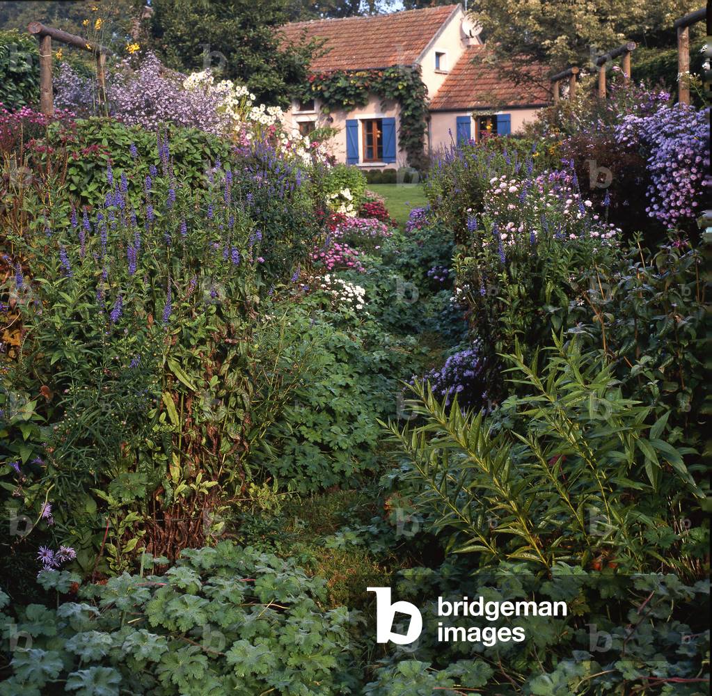 Country Garden/Alchemilla mollis/Alchemille/Aster sp./Aster/Veronica longifolia/Long-leaved Veronica