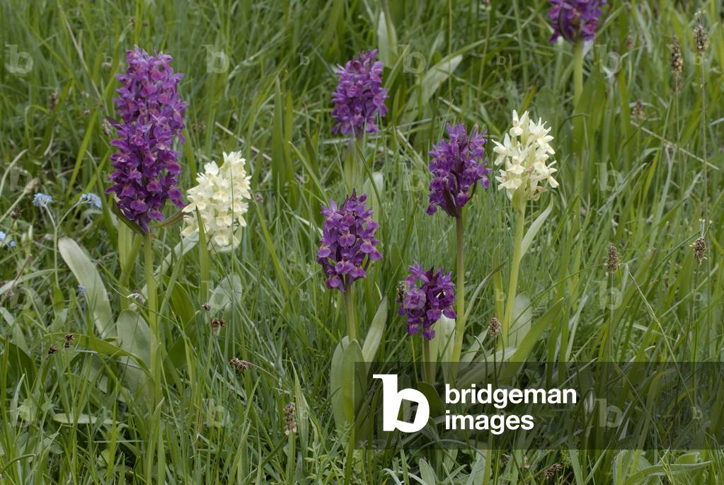 Dactylorhiza sambucina/Orchis elderberry/Dactylorhize elder