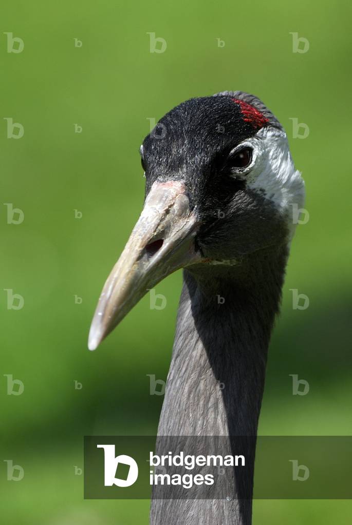 Grus grus/Grus ash/Common Crane
