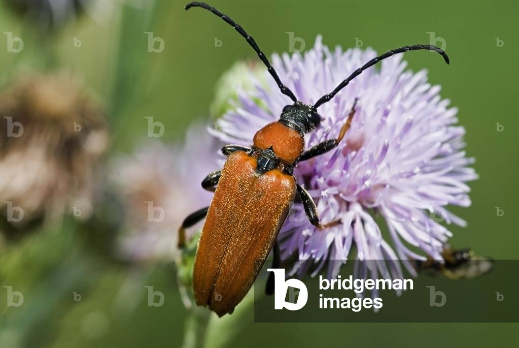 Leptura rubra/Red Lepture/Female