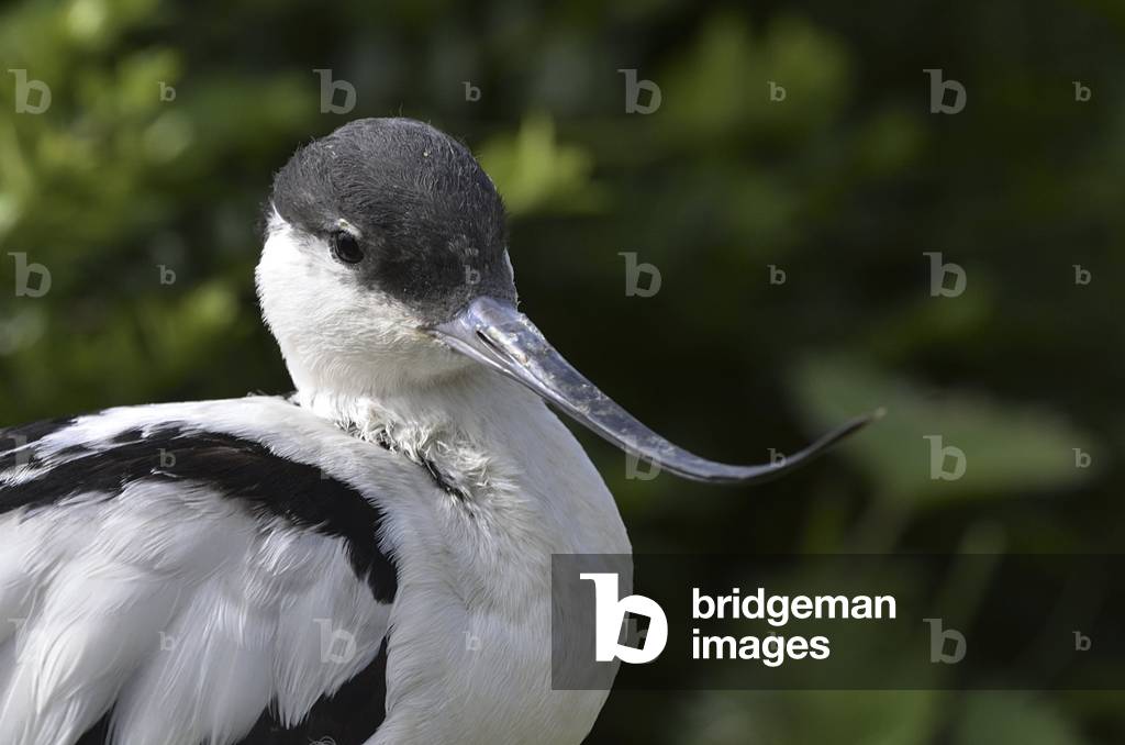 Recurvirostra avosetta/Avocado with black neck/Elegant avocette/Foot Avocet