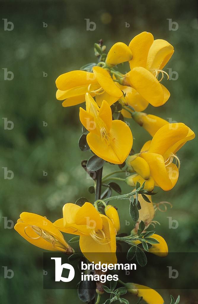 Cytisus scoparius/Broom Genet/Common Broom