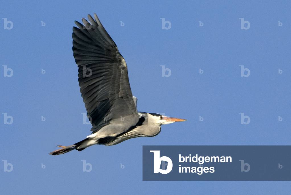 Ardea cinerea/Heron ash/Grey Heron