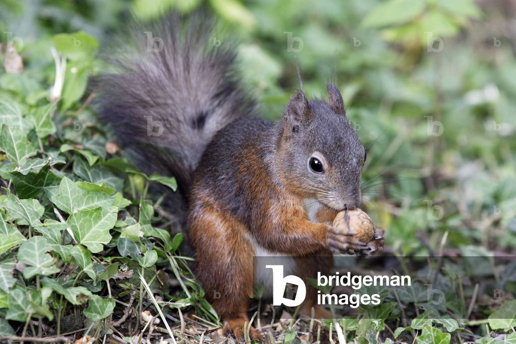 Sciurus vulgaris/Rotes Eichhörnchen/Eurasisches Eichhörnchen 