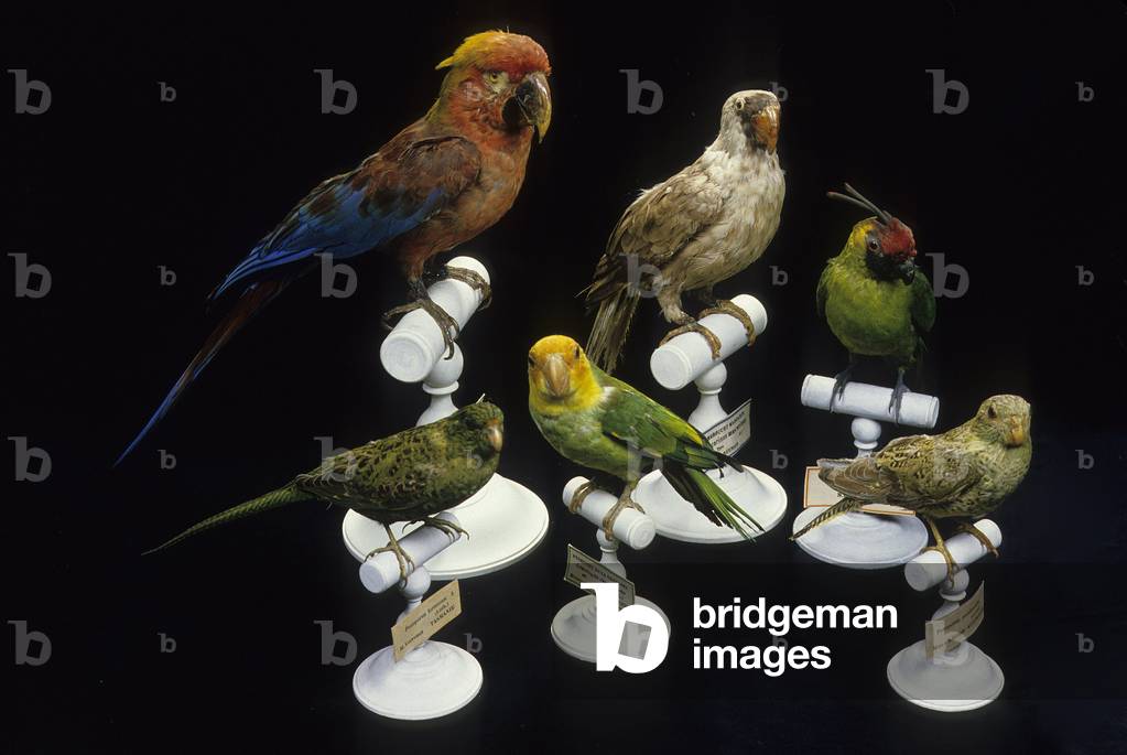 Extirpated parrots/Mascarinus mascarinus/Parrot mascarinus/Conuropsis carolinensis/Yellow-Headed Conure/Carolina Parakeet/Pezoporus formosus/Ground Parrot/Pezoporus occidentalis/Night Parrot/Night Parrot
