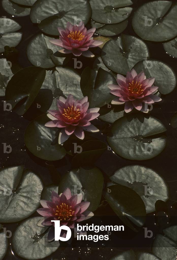 Nymphaea x/Waterlily 'James Hudson'/Water Lily
