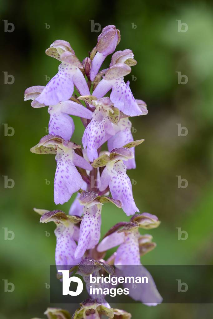 Spitzelii Orchis/Short Horn Orchis/Spitzel Orchis/Spitzel's Orchid