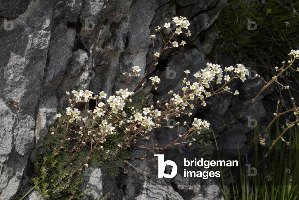 Saxifraga paniculata/Saxifrage