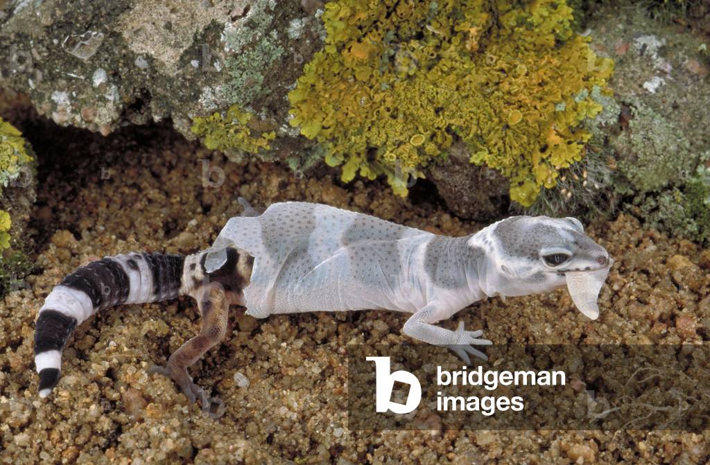 Image of Photography depicting Eublepharis macularius/Gecko leopard/Gecko panthere