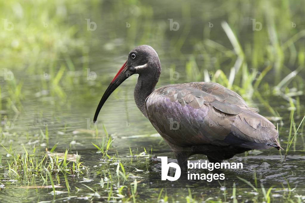 Hagedash rooms/Ibis hagedash/Hadada ibis