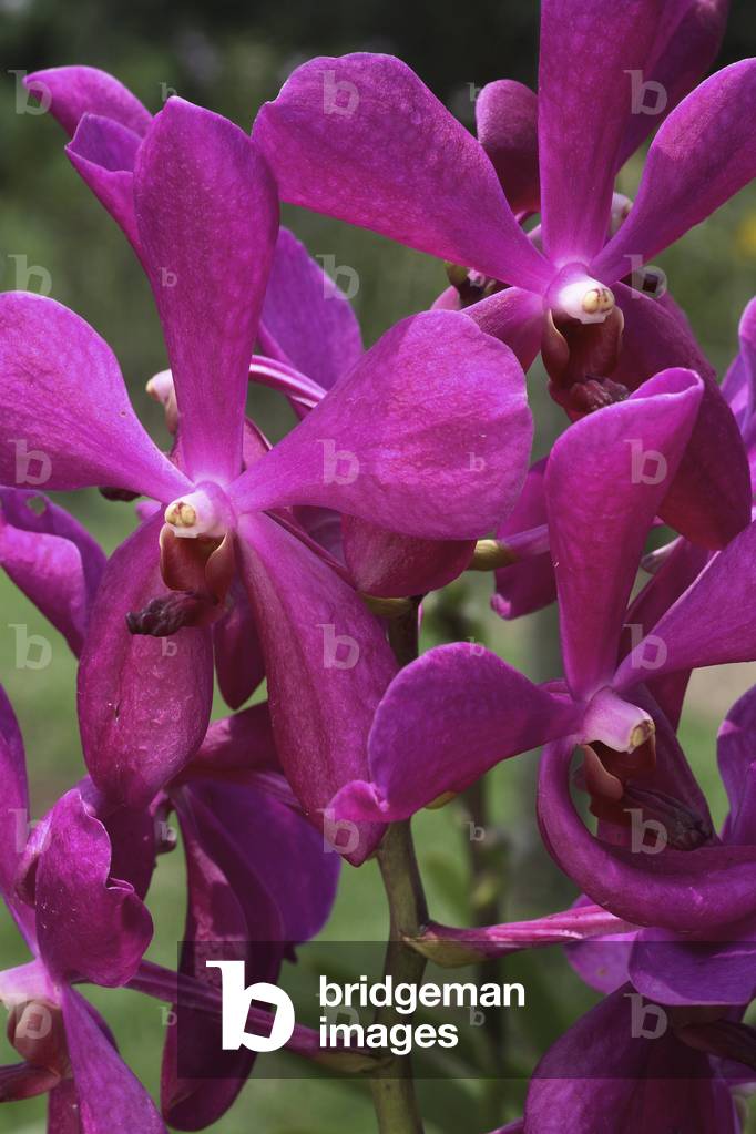 Aranda x 'Noorah Alsagoff'