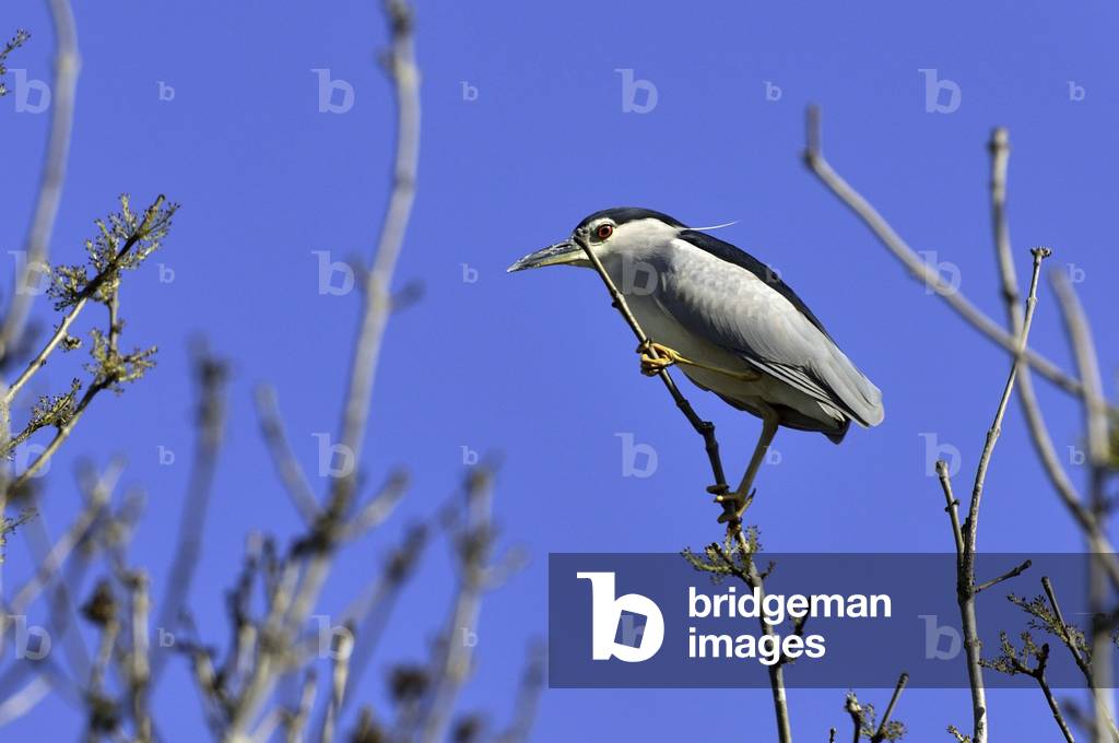 Nycticorax nycticorax/Heron Crowned Night Heron