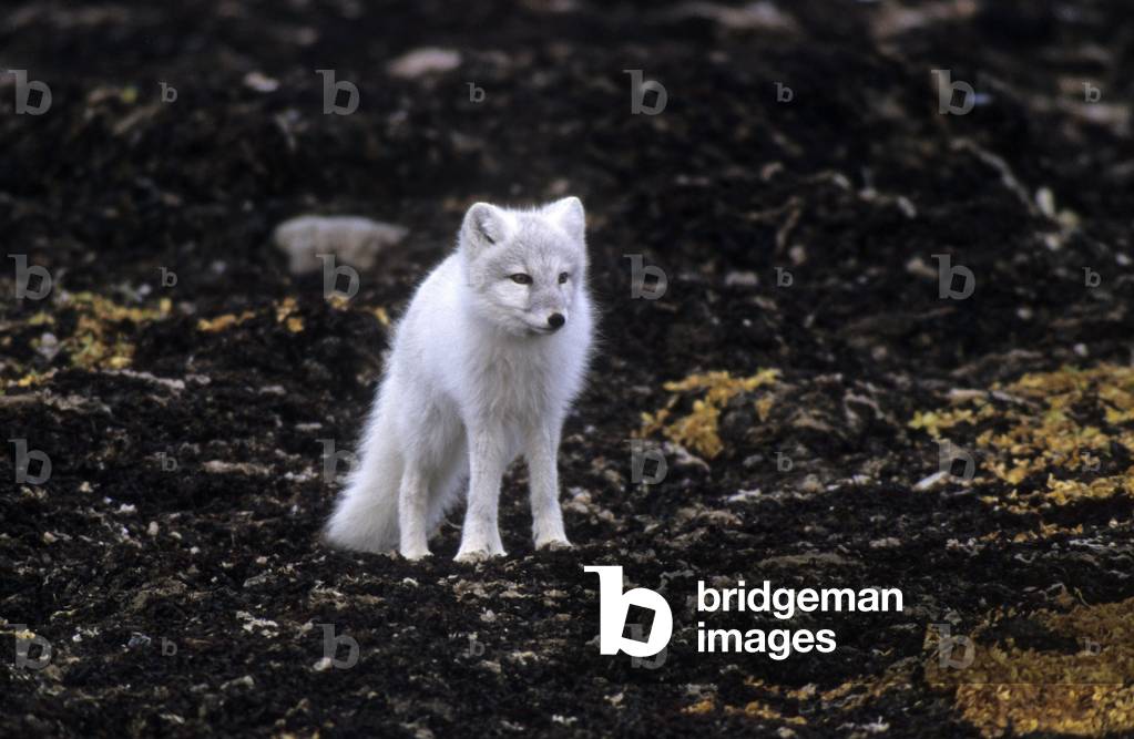 Alopex Lagopus/Polarfuchs/Artic Fox 