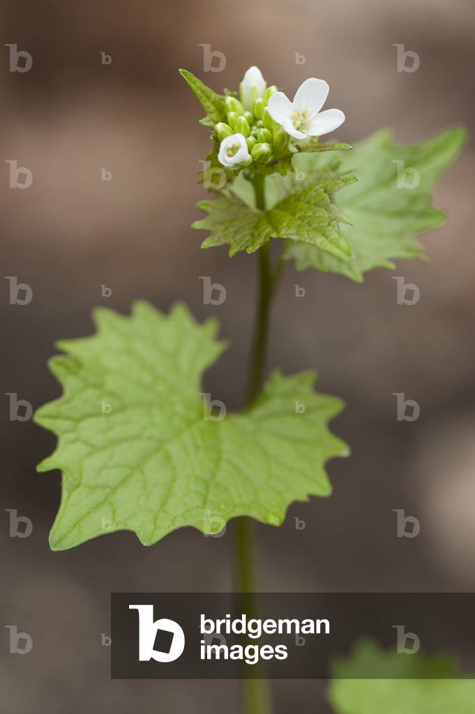 Alliaria officinalis/Alliaria petiolata/Alliaria officinale/Garlic Herb/Garlic Mustard