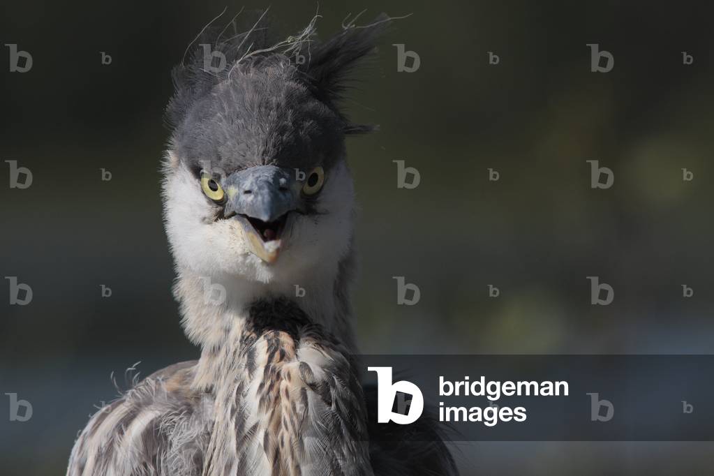 Herodias/Great Blue Heron