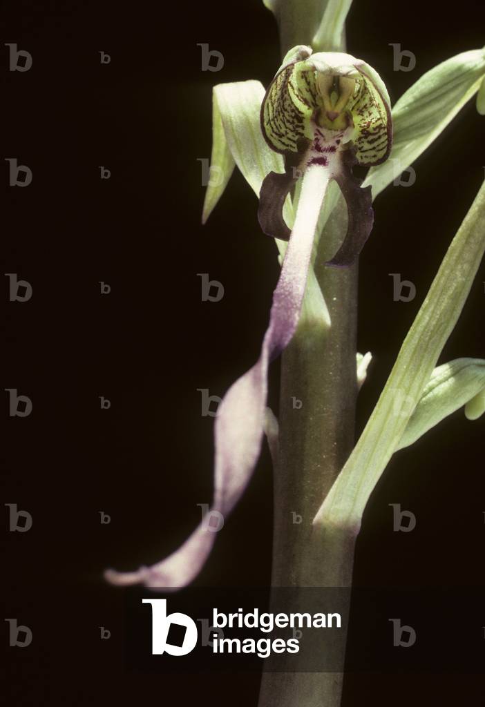 Himantoglossum hircinum/Himantoglosse goat/Orchis goat/Lizard Orchis