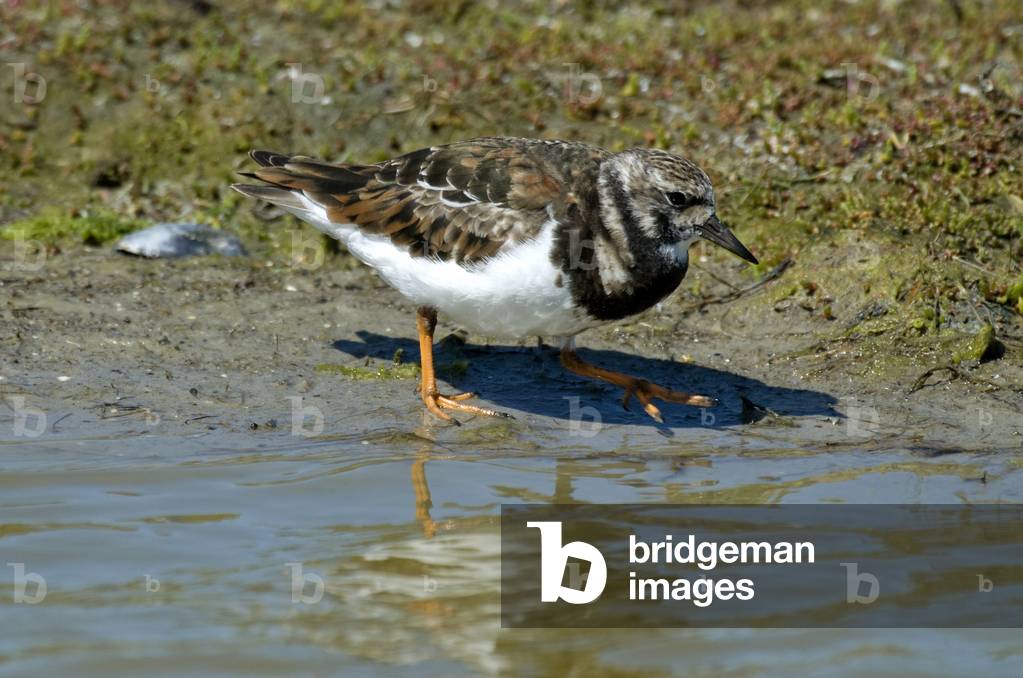 Arenaria interpres/Necklace Turnstone/Ruddy Turnstone